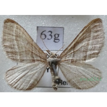 Phibalapteryx virgata (Hufnagel, 1767) Siepacz dziewiczak Czech63g